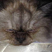 Sweet Pea is registered to the contest to win money with this photo: