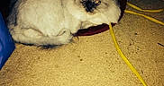 Sweet Pea is registered to the contest to win money with this photo: