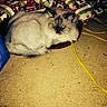 Sweet Pea is registered to the contest to win money with this photo: