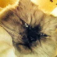 Sweet Pea joined the competition — help win amazing prizes!