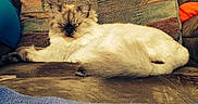 Sweet Pea is registered to the contest to win money with this photo: