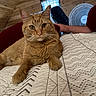 cat, ginger_cat, pet, indoor, quilt, bed, wooden_wall, fan, person_arm, relaxed, feline, closeup, fur, whiskers, paw, resting, domestic_animal, cozy, home, curious