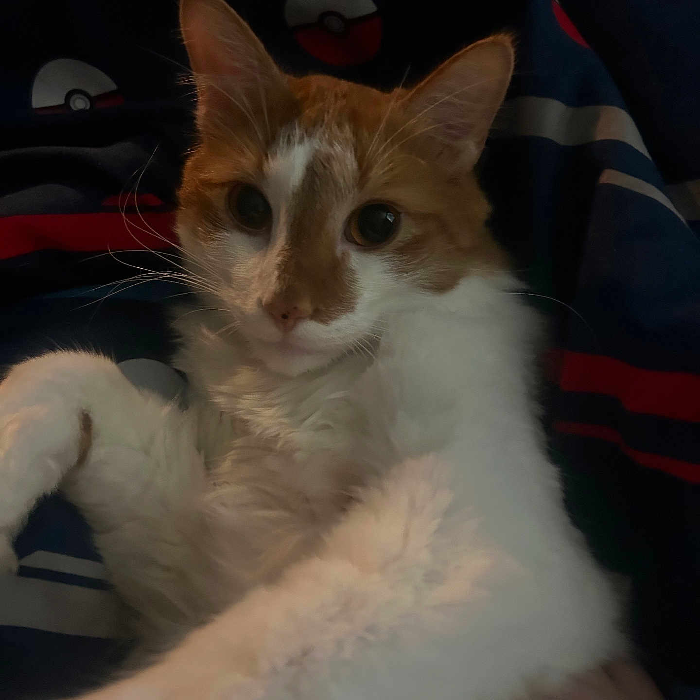 Tigger Bear joined the competition — help win amazing prizes! cat, orange_and_white, fluffy, feline, pet, animal, portrait, close_up, whiskers, ears, eyes, paws, fur, sitting, lying_down, relaxed, indoor, blanket, bedding, patterned_background