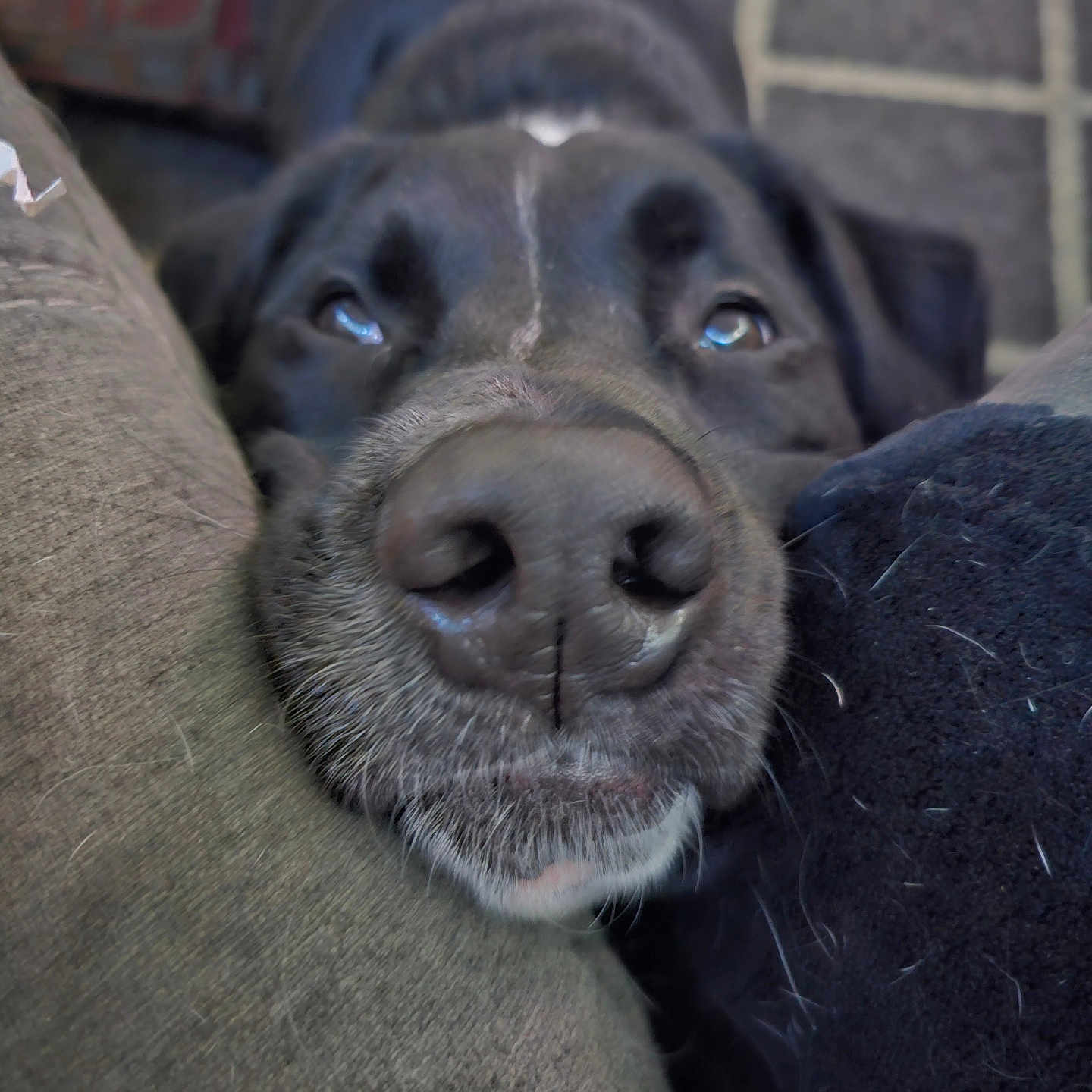 Charlie joined the competition — help win amazing prizes! animal, armchair, beagle, boxer, bulldog, canine, chair, couch, dog, furniture, homedecor, hound, labradorretriever, person, pet, pitbull, pointer, puppy, sleeping, snout