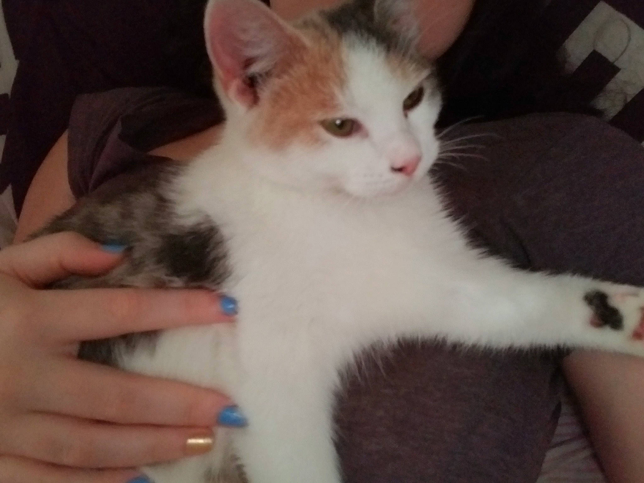 Pumpkin is registered to the contest to win money with this photo: aegean_cat, carnivore, cat, domestic_short_haired_cat, ear, european_shorthair, eye, felidae, fur, hand, iris, kitten, mammal, polydactyl_cat, skin, small_to_medium_sized_cats, turkish_angora, turkish_van, vertebrate, whiskers