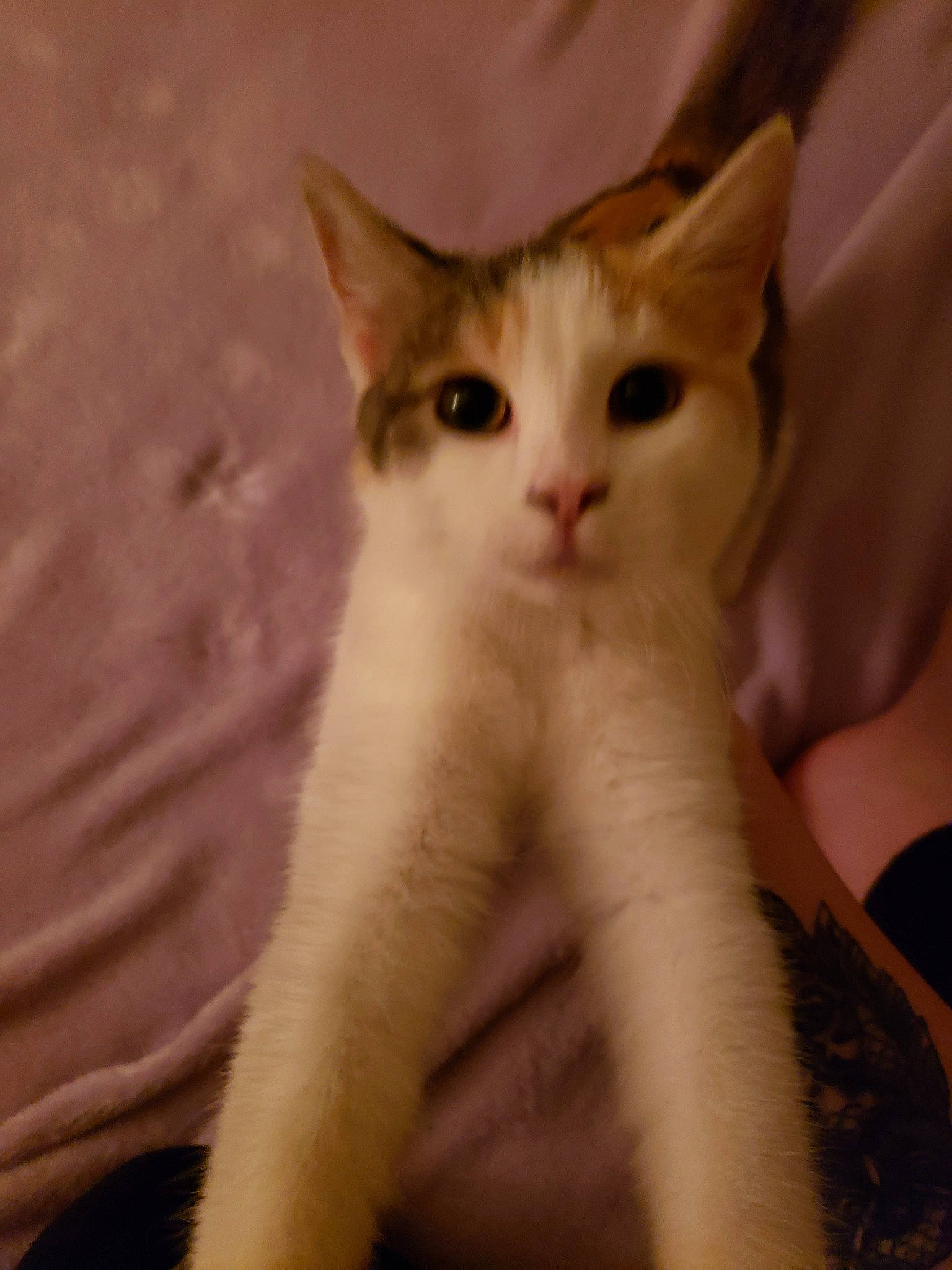 Pumpkin joined the competition — help win amazing prizes! aegean_cat, american_wirehair, arabian_mau, asian, carnivore, cat, domestic_short_haired_cat, fawn, felidae, kitten, mammal, ojos_azules, polydactyl_cat, small_to_medium_sized_cats, snout, tail, turkish_van, vertebrate, whiskers