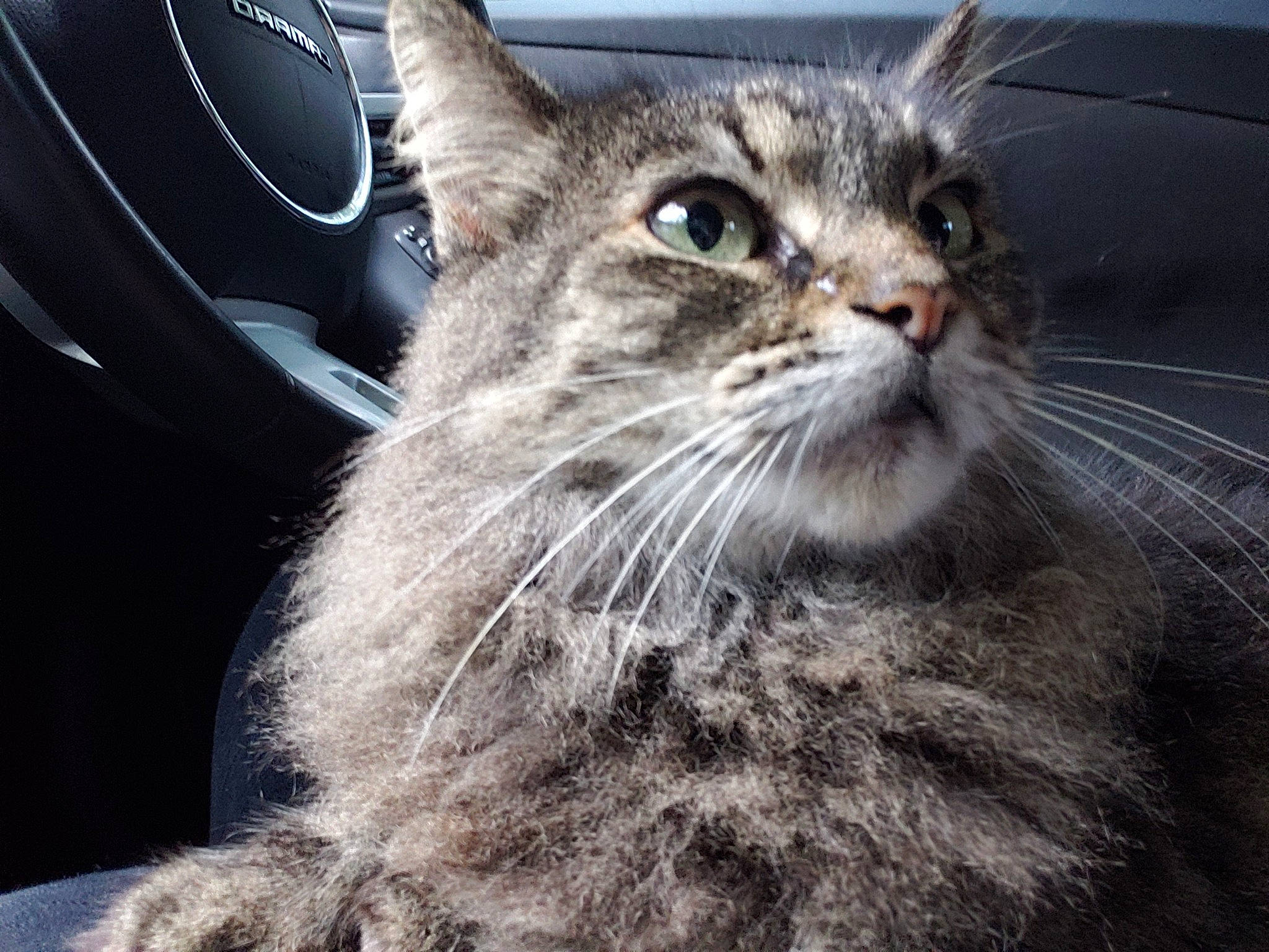 Fluffers joined the competition — help win amazing prizes! asian, british_semi_longhair, carnivore, cat, domestic_long_haired_cat, domestic_short_haired_cat, dragon_li, european_shorthair, felidae, fur, kitten, maine_coon, mammal, pixie_bob, siberian, small_to_medium_sized_cats, snout, tabby_cat, vertebrate, whiskers