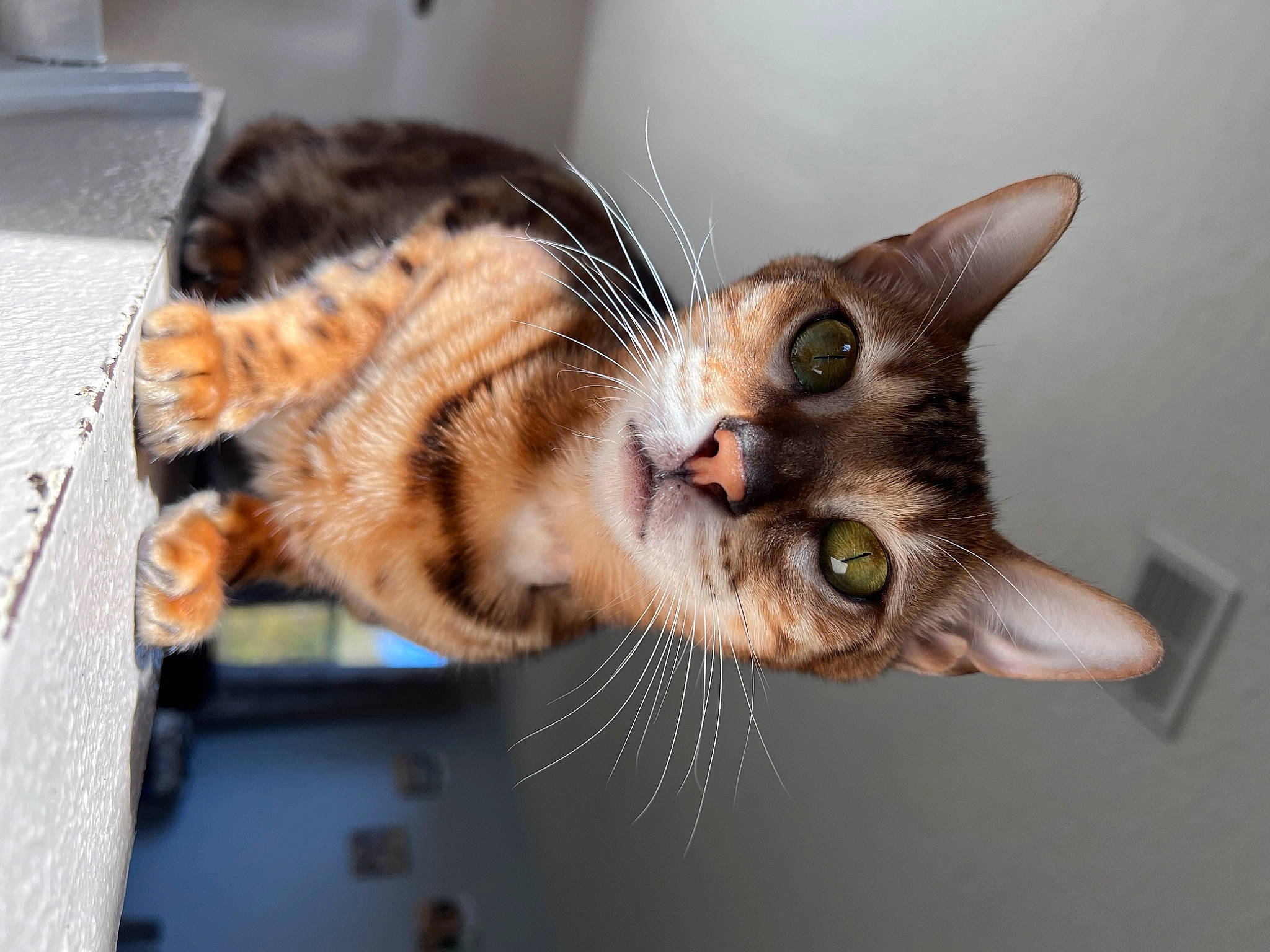 Cinnamon joined the competition — help win amazing prizes! carnivore, cat, claw, comfort, domestic_short_haired_cat, ear, felidae, fur, paw, plant, small_to_medium_sized_cats, snout, tail, tree, whiskers