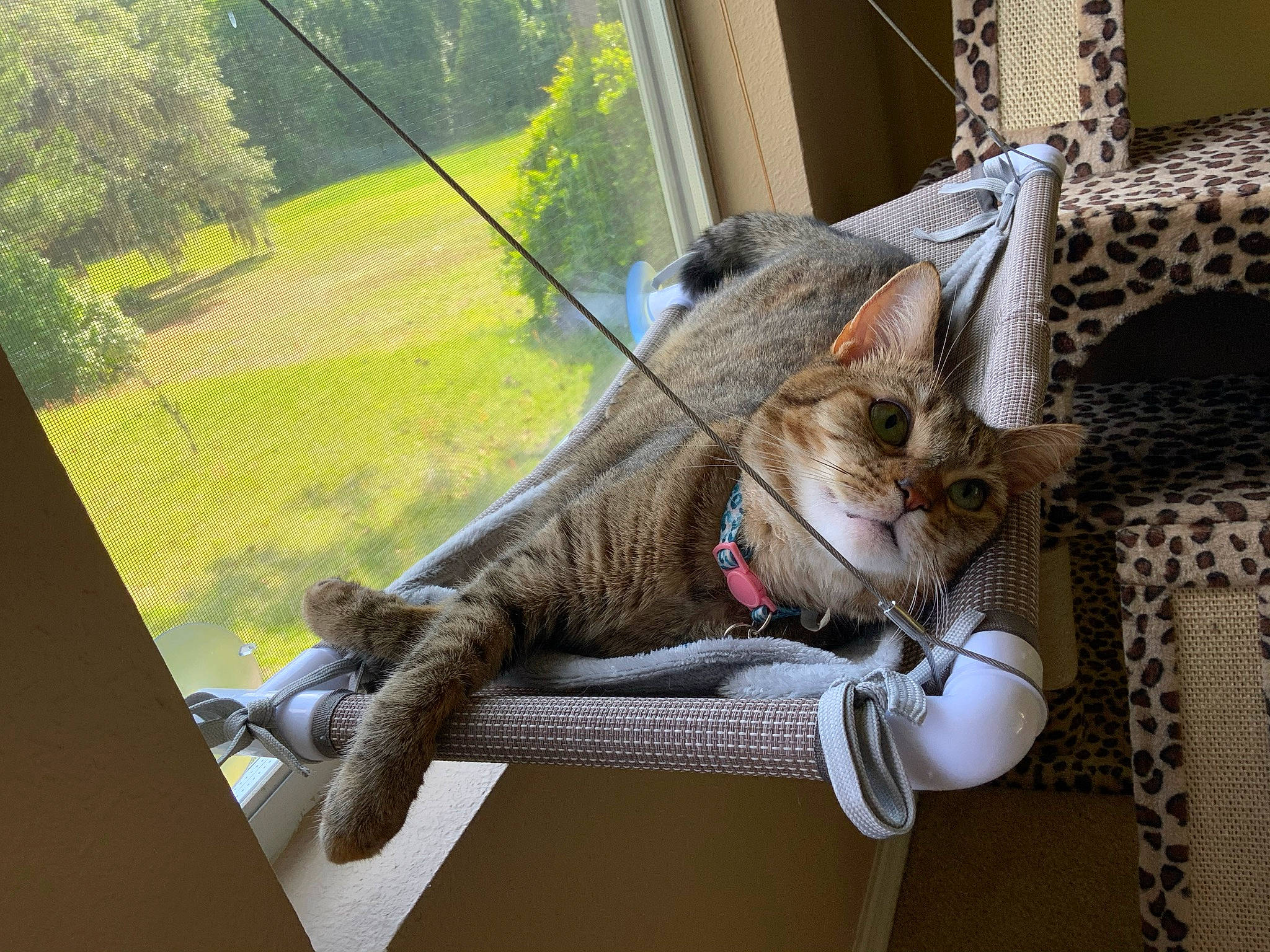 Cinnamon joined the competition — help win amazing prizes! carnivore, cat, claw, collar, domestic_short_haired_cat, fawn, felidae, fur, grass, leash, leisure, paw, plant, small_to_medium_sized_cats, snout, tail, terrestrial_animal, tree, whiskers, wood
