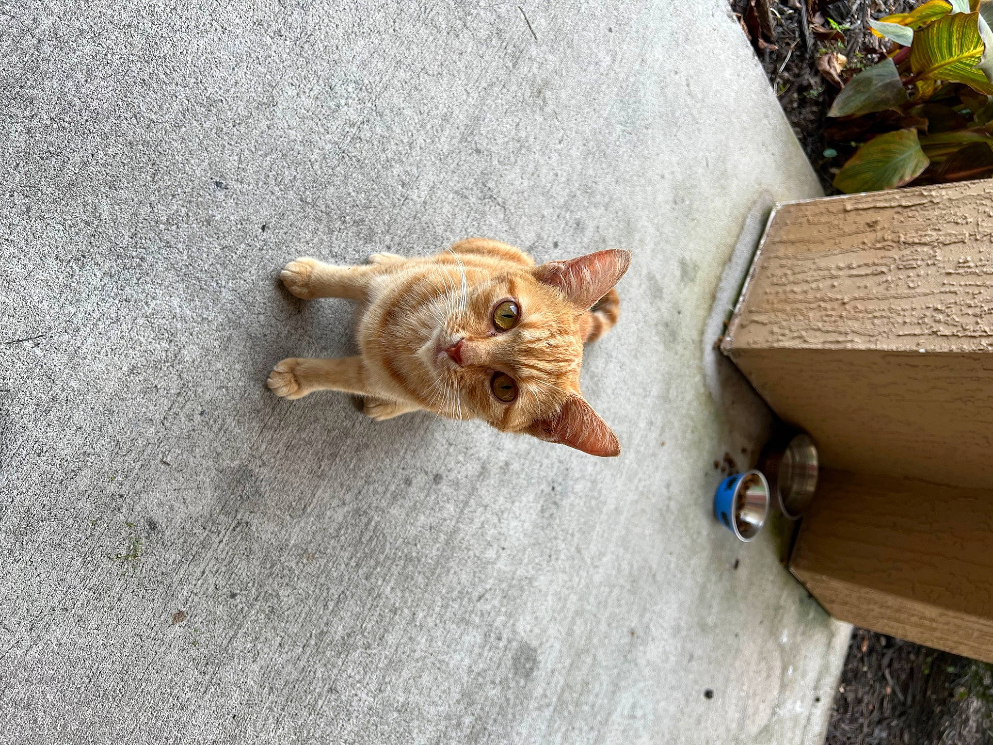 Cinnamon joined the competition — help win amazing prizes! asphalt, carnivore, cat, claw, domestic_short_haired_cat, fawn, felidae, fur, grass, mammal, paw, road, road_surface, sand, sitting, small_to_medium_sized_cats, tail, vertebrate, whiskers, wood