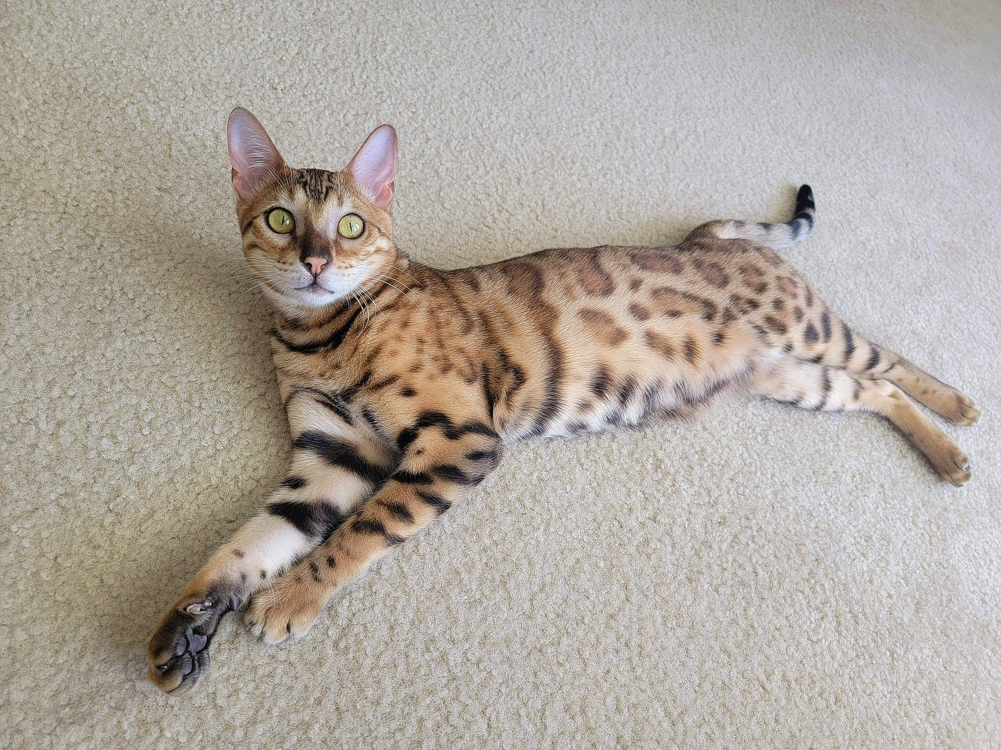 Cinnamon joined the competition — help win amazing prizes! balance, carnivore, cat, claw, domestic_short_haired_cat, fawn, felidae, fur, head, paw, sitting, small_to_medium_sized_cats, snout, tail, terrestrial_animal, whiskers, wildlife