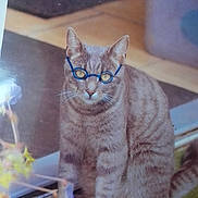 Garfield participe au concours pour gagner de l'argent avec cette photo : animal, blue, cat, close_up, curious, domestic, floor, fur, glass_door, glasses, hand_drawn, indoor, paws, pet, plant, portrait, sitting, striped, whiskers, yellow_eyes