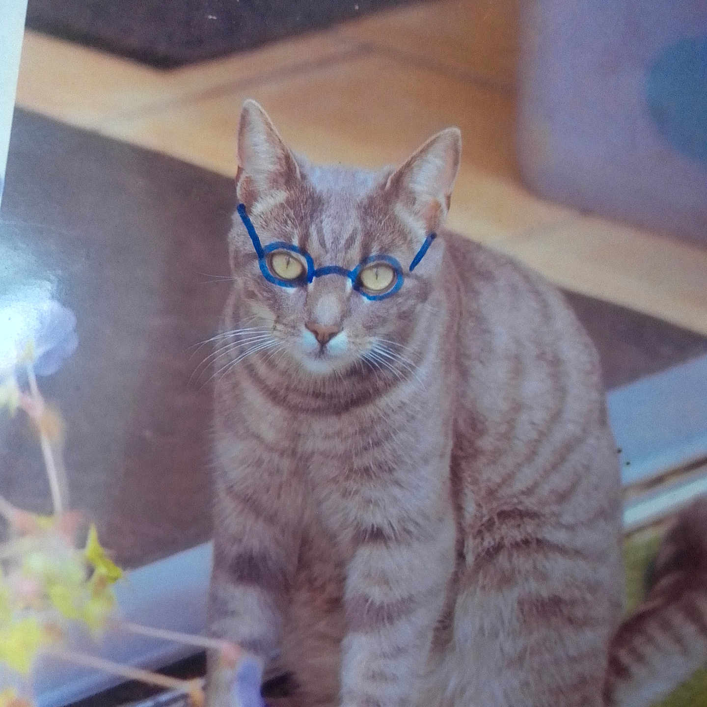 Garfield participe au concours pour gagner de l'argent avec cette photo : animal, blue, cat, close_up, curious, domestic, floor, fur, glass_door, glasses, hand_drawn, indoor, paws, pet, plant, portrait, sitting, striped, whiskers, yellow_eyes