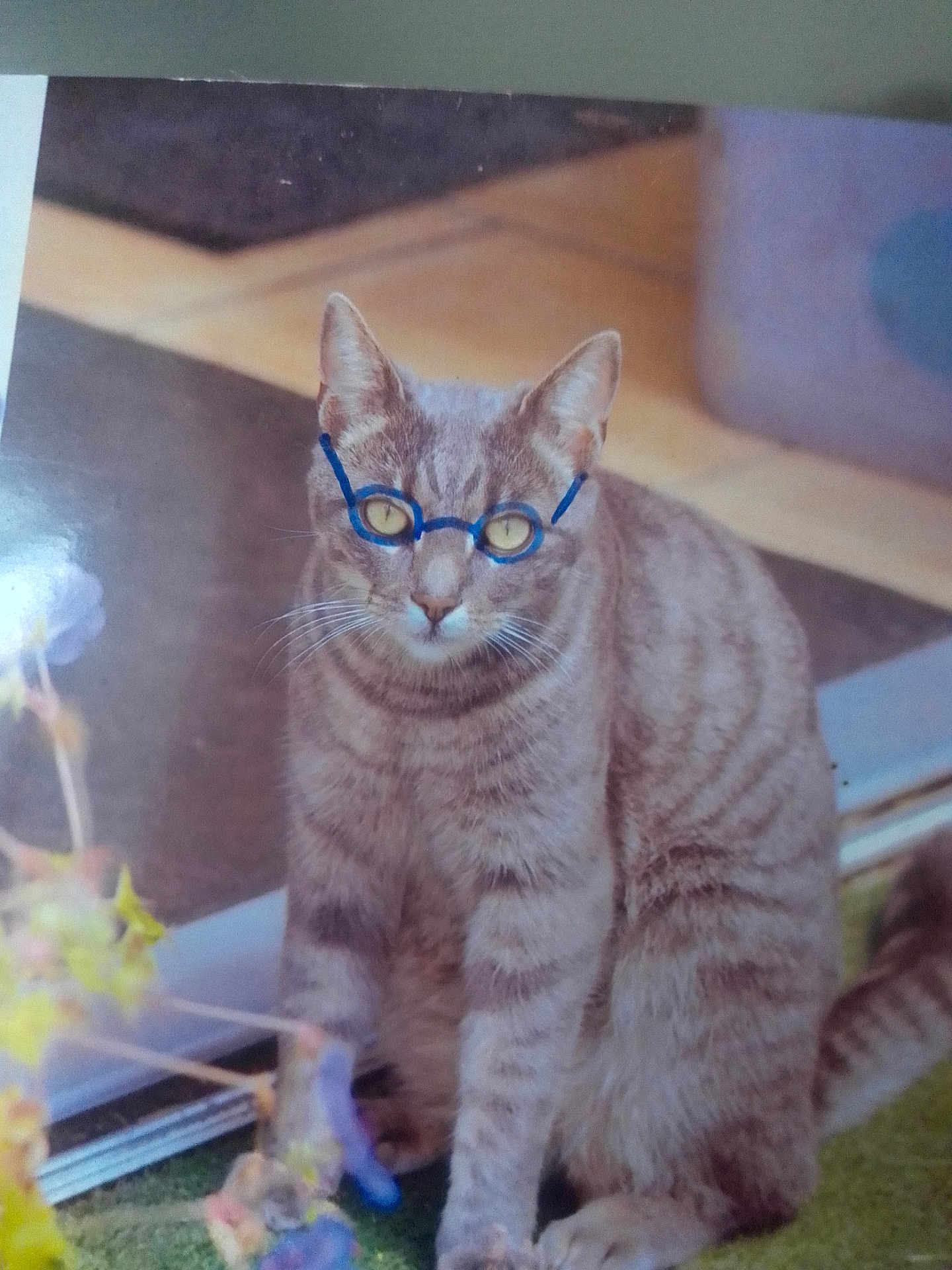 Garfield participe au concours pour gagner de l'argent avec cette photo : animal, blue, cat, close_up, curious, domestic, floor, fur, glass_door, glasses, hand_drawn, indoor, paws, pet, plant, portrait, sitting, striped, whiskers, yellow_eyes