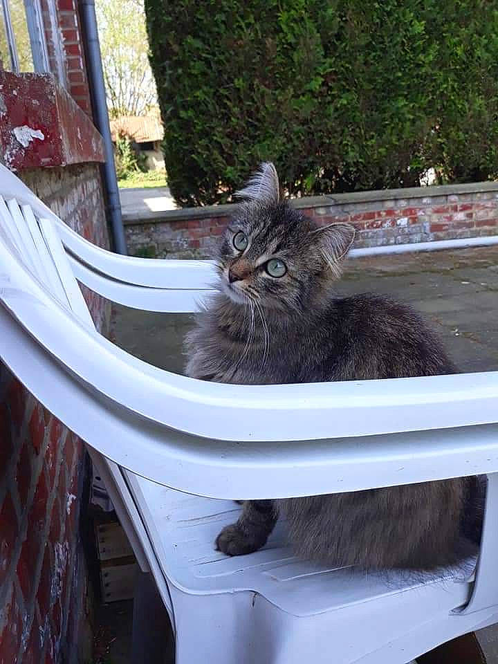 Solune participe au concours pour gagner de l'argent avec cette photo : carnivore, cat, domestic_short_haired_cat, felidae, maine_coon, nebelung, russian_blue, small_to_medium_sized_cats, whiskers