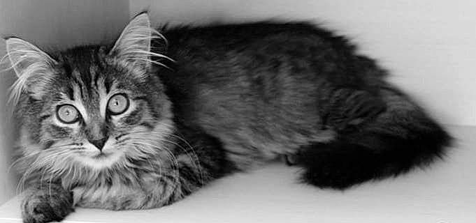 Solune a rejoint le concours — aidez-le/la à gagner de superbes lots ! american_bobtail, american_curl, asian, black_and_white, carnivore, cat, cymric, domestic_long_haired_cat, european_shorthair, felidae, fur, kitten, maine_coon, mammal, norwegian_forest_cat, siberian, small_to_medium_sized_cats, tabby_cat, vertebrate, whiskers