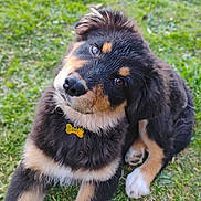 Aby a rejoint le concours — aidez-le/la à gagner de superbes lots ! dog, puppy, tricolor, fluffy, berner_type, sitting, outdoor, grass, portrait, close_up, head_tilt, curious, adorable, fur, black_fur, brown_fur, white_fur, paws, collar, name_tag
