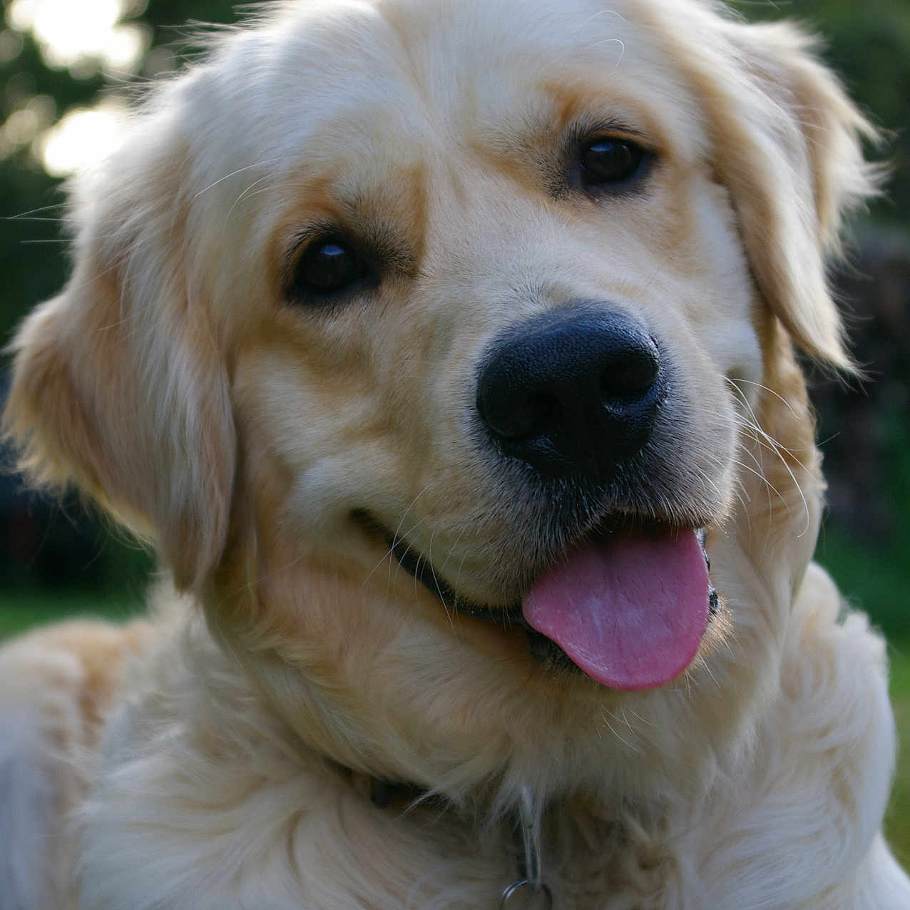 Garfield participe au concours pour gagner de l'argent avec cette photo : dog, golden_retriever, pet, animal, tongue_out, grass, outdoor, nature, fur, canine, friendly, smiling, portrait, mammal, cute, closeup, ears, collar, happy, laying