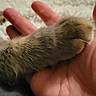 cat_paw, human_hand, furry, close_up, pet, animal, friendship, trust, soft_texture, indoor, cozy, warm, blurred_background, skin, fingers, touch, comfort, domestic, animal_limb, resting