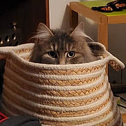 Freyja a rejoint le concours — aidez-le/la à gagner de superbes lots ! cat, basket, indoor, furniture, curious, fluffy, pet, ears, eyes, woven, cozy, home, wood, table, shadow, animal, domestic, cute, hiding, soft