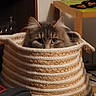 cat, basket, indoor, furniture, curious, fluffy, pet, ears, eyes, woven, cozy, home, wood, table, shadow, animal, domestic, cute, hiding, soft