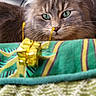 Freyja a rejoint le concours — aidez-le/la à gagner de superbes lots ! cat, gray_cat, green_eyes, fluffy_fur, pet, indoor, curious, gift_box, golden, fabric, colorful, close_up, whiskers, playing, cute, animal, feline, soft_texture, relaxed, home