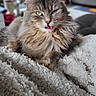 Freyja a rejoint le concours — aidez-le/la à gagner de superbes lots ! cat, fluffy, long_hair, tongue_out, green_eyes, pet, animal, indoor, blanket, cozy, relaxed, feline, cute, home, fur, whiskers, soft, resting, living_room, mischievous