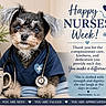 Tootsie Bean is registered to the contest to win money with this photo: dog, pet, costume, nurse_outfit, stethoscope, blanket, mug, text_overlay, flowers, vase, indoor, portrait, cute, small_dog, appreciation, healthcare_theme, thank_you, proverbs_quote, blue_clothing, furry