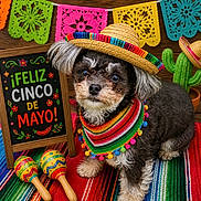 Tootsie Bean joined the competition — help win amazing prizes! dog, sombrero, colorful_clothing, maracas, chalkboard_sign, fiesta, cinco_de_mayo, colorful_blanket, papel_picado, festive, cute, portrait, indoor, decorations, holiday, small_dog, fur, costume, cactus, celebration