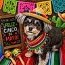 dog, sombrero, colorful_clothing, maracas, chalkboard_sign, fiesta, cinco_de_mayo, colorful_blanket, papel_picado, festive, cute, portrait, indoor, decorations, holiday, small_dog, fur, costume, cactus, celebration