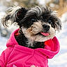 dog, puppy, pink_hoodie, tongue_out, black_and_white, fluffy, cute, winter, snow, outdoor, pet, animal, small_dog, fur, canine, portrait, clothing, adorable, happy, playful