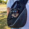 dog, small_dog, goggles, mesh_bag, person, white_shirt, blue_jeans, outdoor, grass, trees, sunny, suburban, pet, animal, cute, accessory, face, head, casual, leisure