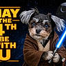 Tootsie Bean joined the competition — help win amazing prizes! dog, costume, lightsaber, star_wars, space, death_star, tie_fighter, text_overlay, blue_eyes, fur, cute, jedi, science_fiction, fantasy, portrait, animal, dark_background, humor, celebration, starry_sky