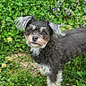 dog, animal, pet, fur, ears, grass, flowers, outdoor, nature, greenery, cute, small_dog, canine, curly_fur, watchful, eyes, snout, whiskers, garden, spring