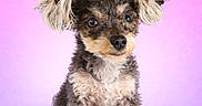 Tootsie Bean joined the competition — help win amazing prizes! dog, puppy, small_dog, fluffy, cute, pet, animal, studio_photo, portrait, colorful_background, pink, purple, text_overlay, tootsie_approved, ears, fur, sitting, looking_at_camera, adorable, friendly
