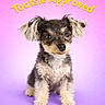 dog, puppy, small_dog, fluffy, cute, pet, animal, studio_photo, portrait, colorful_background, pink, purple, text_overlay, tootsie_approved, ears, fur, sitting, looking_at_camera, adorable, friendly