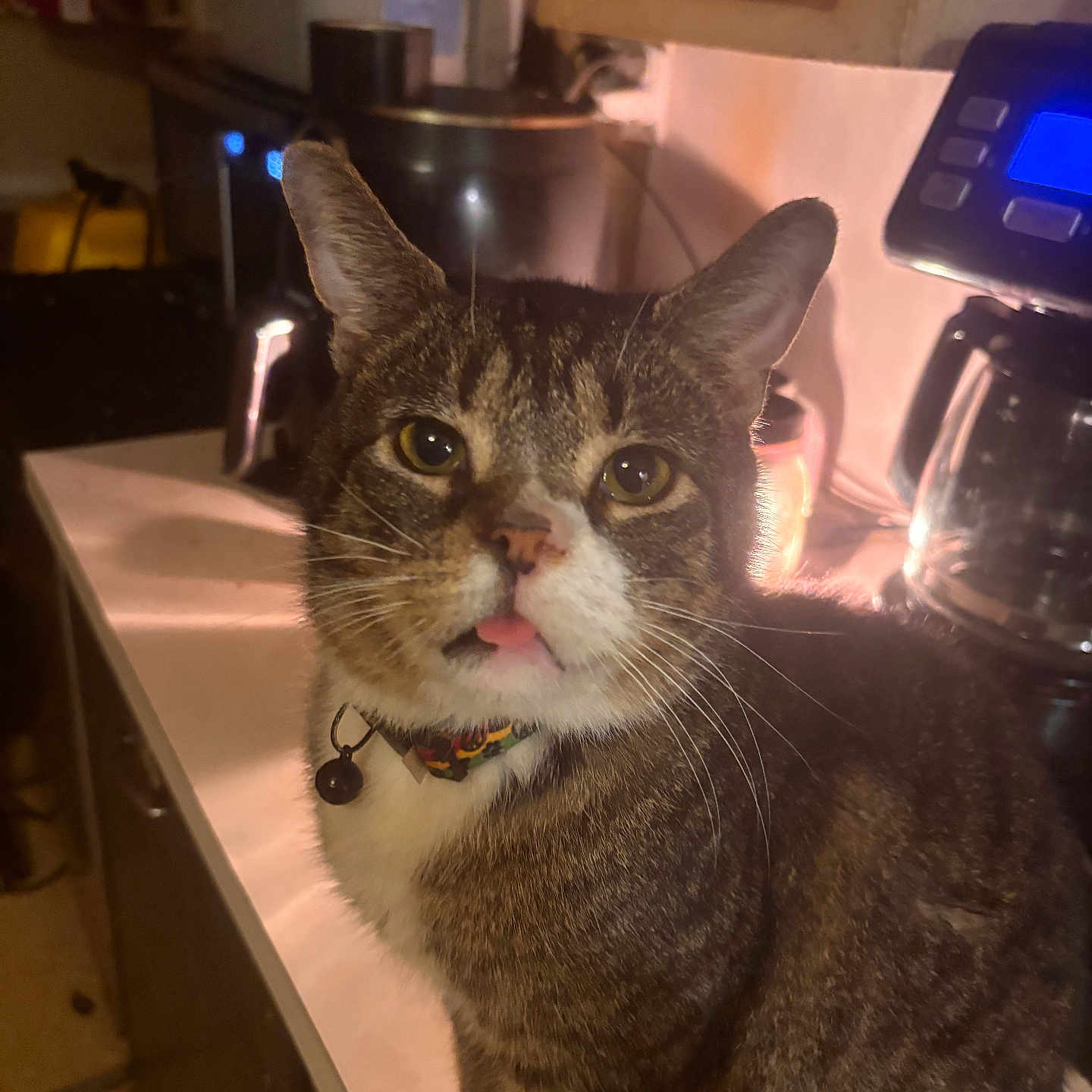 Ficus joined the competition — help win amazing prizes! animal, appliance, background, cat, closeup, collar, counter, curious, domestic, face, fur, indoor, kitchen, lighting, pet, shadow, tabby, tabletop, tongue, whiskers