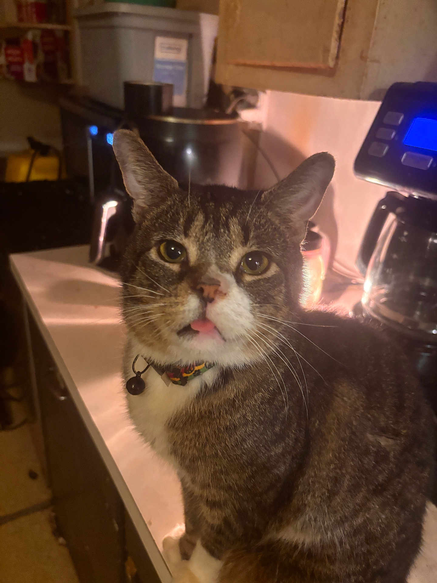 Ficus joined the competition — help win amazing prizes! animal, appliance, background, cat, closeup, collar, counter, curious, domestic, face, fur, indoor, kitchen, lighting, pet, shadow, tabby, tabletop, tongue, whiskers