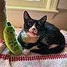 animal, banana_toy, bed, black_and_white, blanket, cat, close_up, cozy, ears, eyes, indoor, kitten, pet, pink_nose, plush_toy, portrait, scratching_post, sitting, tuxedo_cat, whiskers