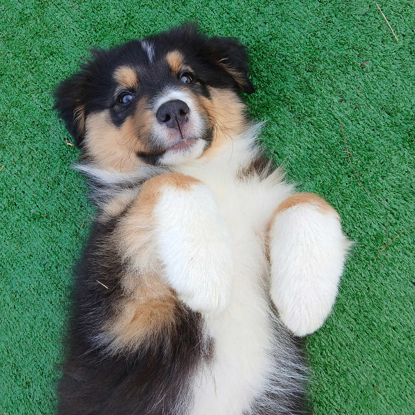 Aïka participe au concours pour gagner de l'argent avec cette photo : adorable, animal, canine, cute, dog, face, fluffy, fur, grass, lying_down, mammal, nose, outdoor, paw, pet, playful, puppy, relaxed, tricolor, young