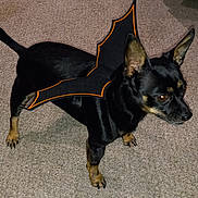 Buddy is registered to the contest to win money with this photo: alert, animal, bat_wings, black, carpet, companion, costume, cute, dog, domestic, ears, fun, halloween, indoor, mammal, pet, playful, small_dog, standing, tan