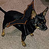 alert, animal, bat_wings, black, carpet, companion, costume, cute, dog, domestic, ears, fun, halloween, indoor, mammal, pet, playful, small_dog, standing, tan
