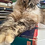 cat, fluffy, paw, dictionary, book, closeup, indoor, feline, relaxed, fur, table, shelf, background, home, pet, animal, cute, domestic, resting, cozy