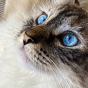 June joined the competition — help win amazing prizes! cat, close_up, blue_eyes, whiskers, fur, pet, animal, portrait, feline, cute, soft, detailed, face, nose, indoor, fluffy, muzzle, focused, domestic_cat, macro