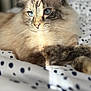 cat, blue_eyes, fluffy_fur, lying_down, close_up, indoor, blanket, patterned_blanket, domestic_cat, relaxed, soft_light, whiskers, ears, pet, animal, feline, resting, cozy, comfort, bed