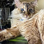 cat, blue_eyes, fluffy_fur, collar, beads, book, glass, indoor, close_up, pet, relaxed, feline, whiskers, ears, nose, table, plastic_bag, light, fur_texture, resting