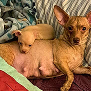 Coco is registered to the contest to win money with this photo: dog, puppy, bed, blanket, resting, snuggling, furniture, striped_pillow, animal, pet, canine, cute, cozy, indoors, companion, mammal, fur, ears, lying_down, domestic_animal