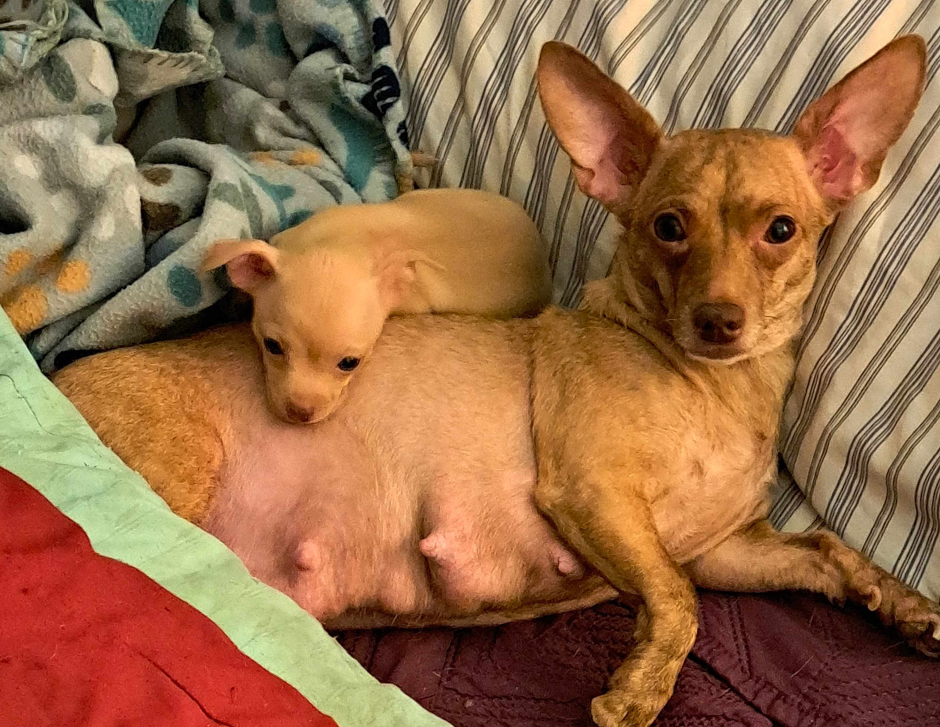 Coco is registered to the contest to win money with this photo: dog, puppy, bed, blanket, resting, snuggling, furniture, striped_pillow, animal, pet, canine, cute, cozy, indoors, companion, mammal, fur, ears, lying_down, domestic_animal