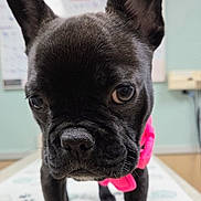 Cookie is registered to the contest to win money with this photo: animal, black_dog, close_up, companion, curious, cute, dog, ears, exam_table, face, french_bulldog, indoors, looking, pet, pink_harness, portrait, puppy, small_dog, veterinary_clinic, young