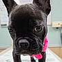 animal, black_dog, close_up, companion, curious, cute, dog, ears, exam_table, face, french_bulldog, indoors, looking, pet, pink_harness, portrait, puppy, small_dog, veterinary_clinic, young